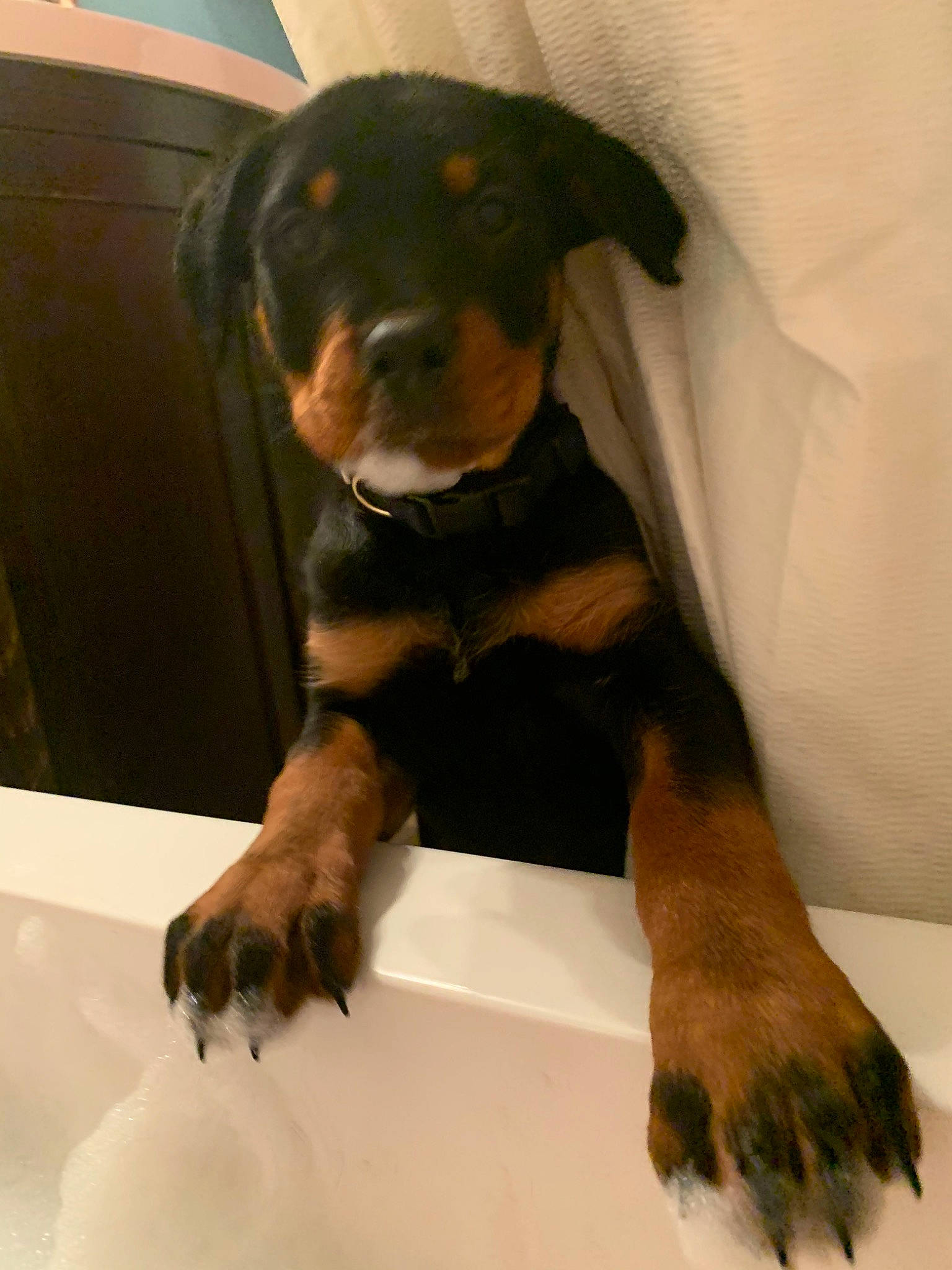 Baily is registered to the contest to win money with this photo: austrian_black_and_tan_hound, beauceron, canidae, carnivore, dog, dog_breed, german_pinscher, guard_dog, huntaway, hunting_dog, mammal, miniature_pinscher, pinscher, puppy, rottweiler, smaland_hound, sporting_group, transylvanian_hound, vertebrate, working_dog