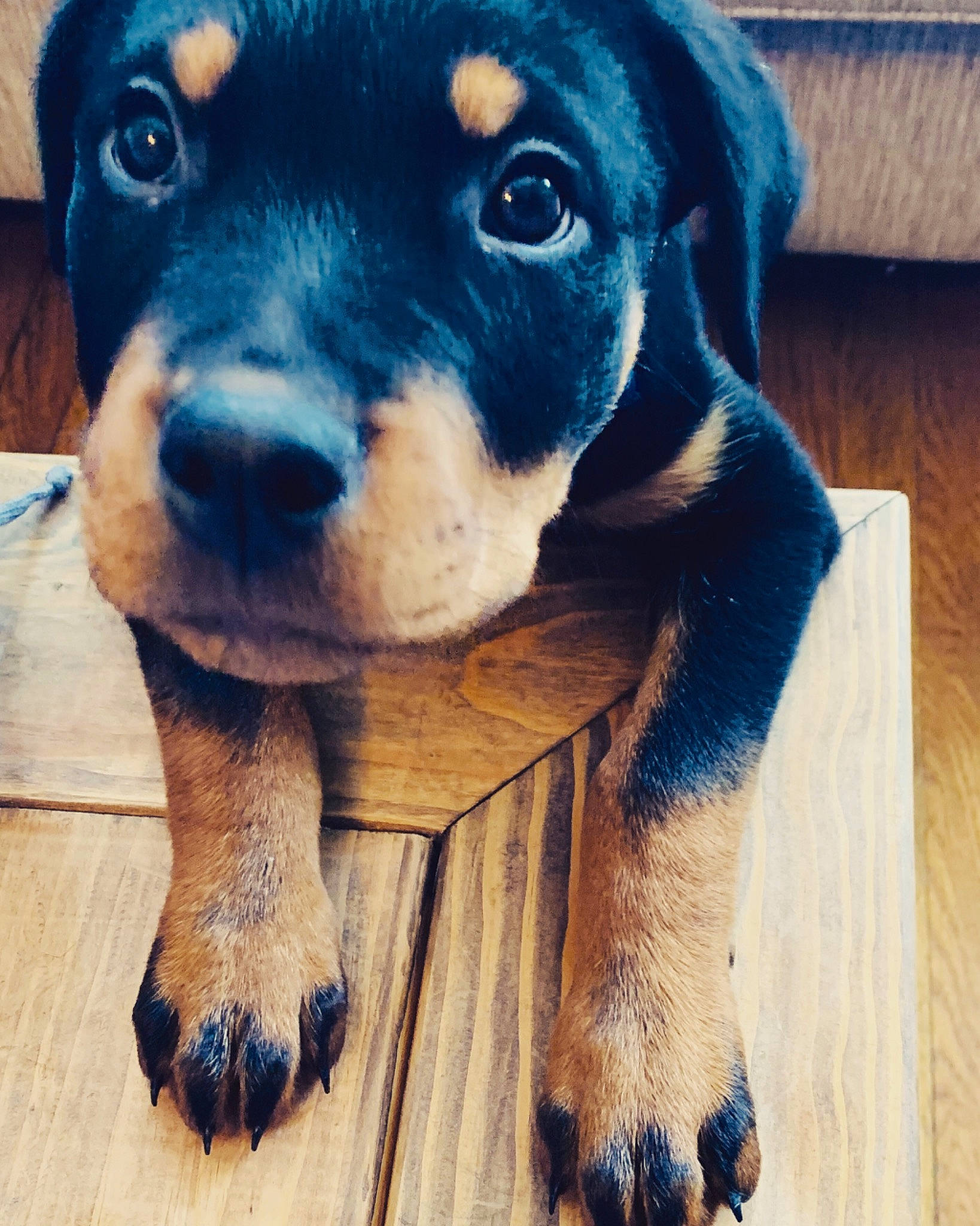 Baily is registered to the contest to win money with this photo: austrian_black_and_tan_hound, black_and_tan_terrier, canidae, carnivore, companion_dog, dog, dog_breed, german_pinscher, huntaway, mammal, miniature_pinscher, nose, pinscher, puppy, rare_breed_dog, rottweiler, snout, transylvanian_hound, vertebrate, working_dog