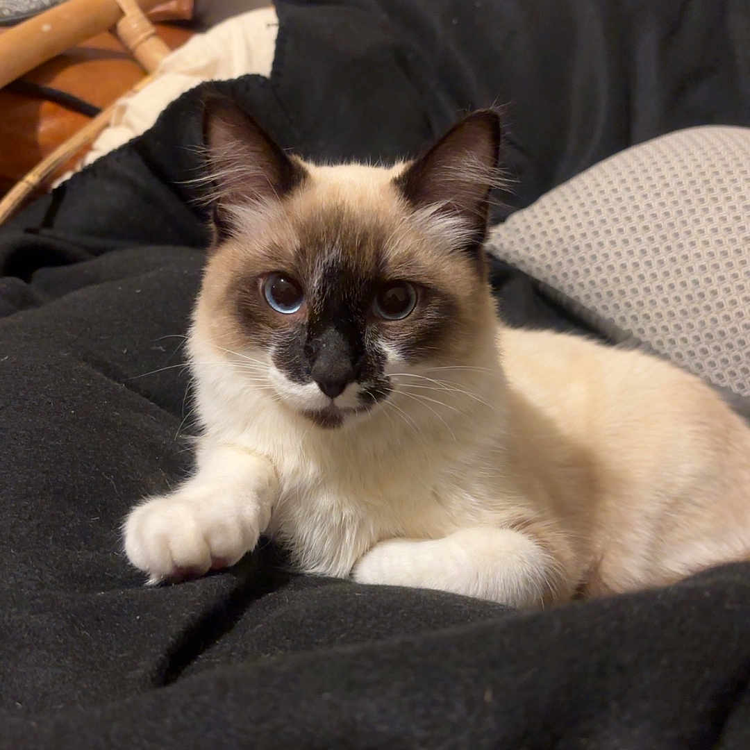 Uki a rejoint le concours — aidez-le/la à gagner de superbes lots ! animal, black, blanket, brown, cat, chair, cozy, curious, cushion, cute, ears, face, feline, furniture, indoor, paw, pet, resting, whiskers, white