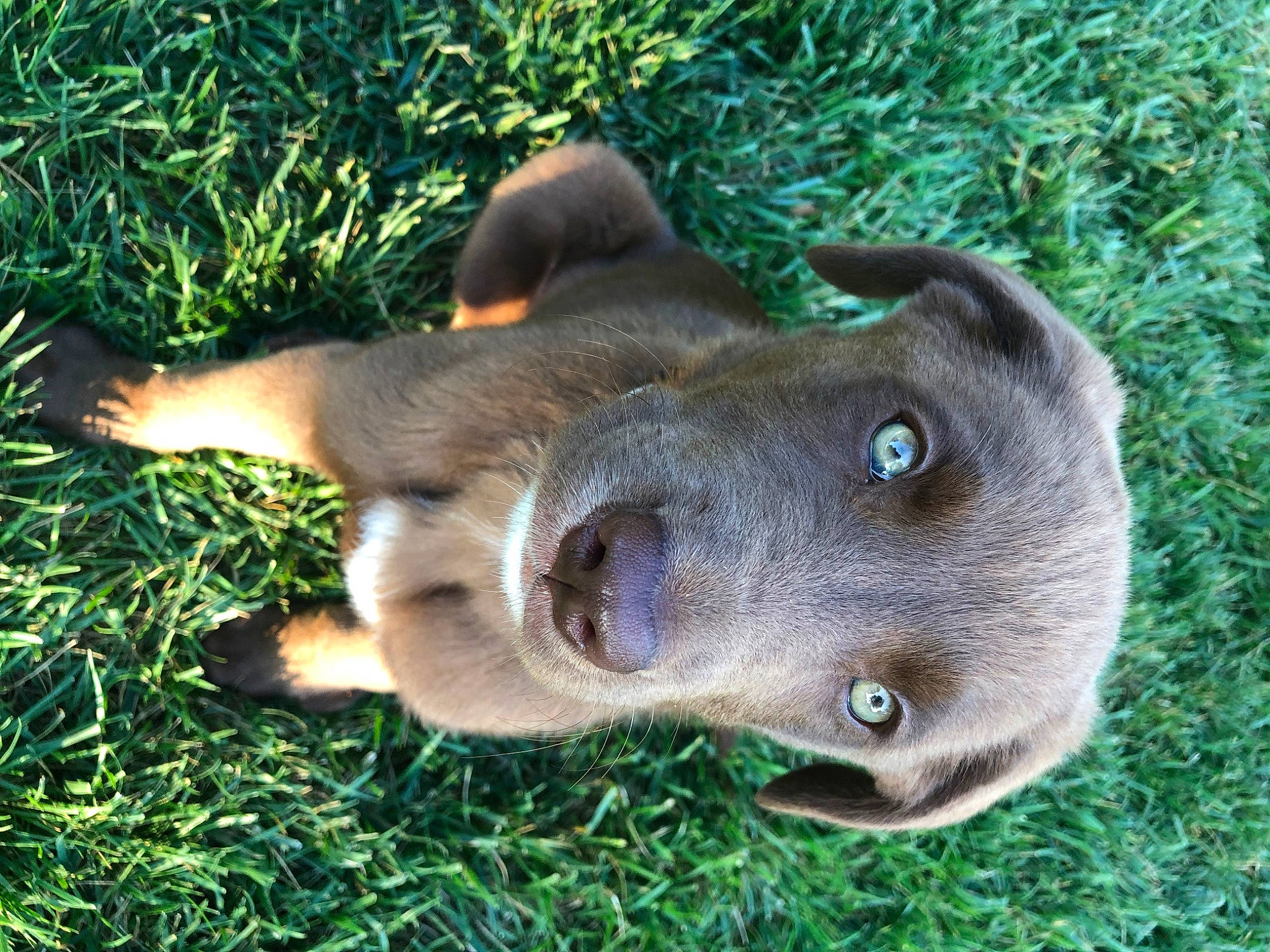 Honey joined the competition — help win amazing prizes! canidae, carnivore, companion_dog, dog, dog_breed, fawn, felidae, fur, grass, plant, puppy, small_to_medium_sized_cats, sporting_group, terrestrial_animal, tree, whiskers, window, working_animal