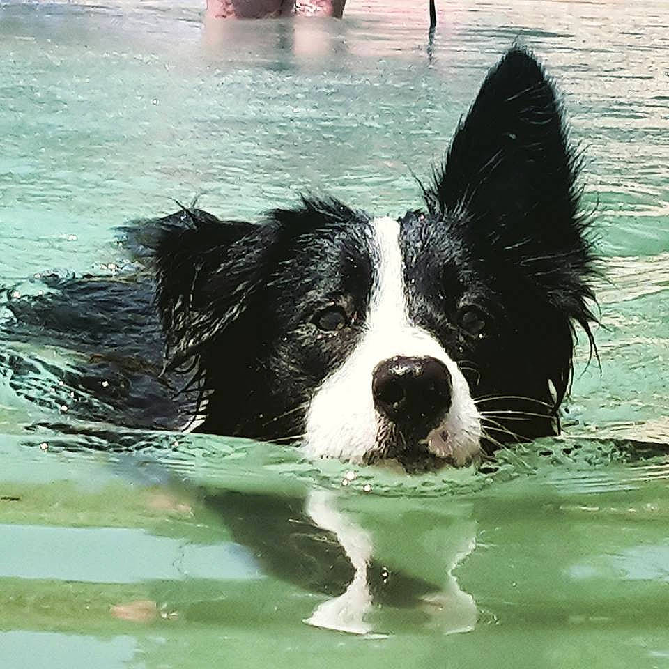 Jazz a rejoint le concours — aidez-le/la à gagner de superbes lots ! ball, canidae, carnivore, companion_dog, dog, dog_breed, gun_dog, herding_dog, leisure, liquid, ocean, snout, sporting_group, tail, water, wind_wave, working_animal, working_dog