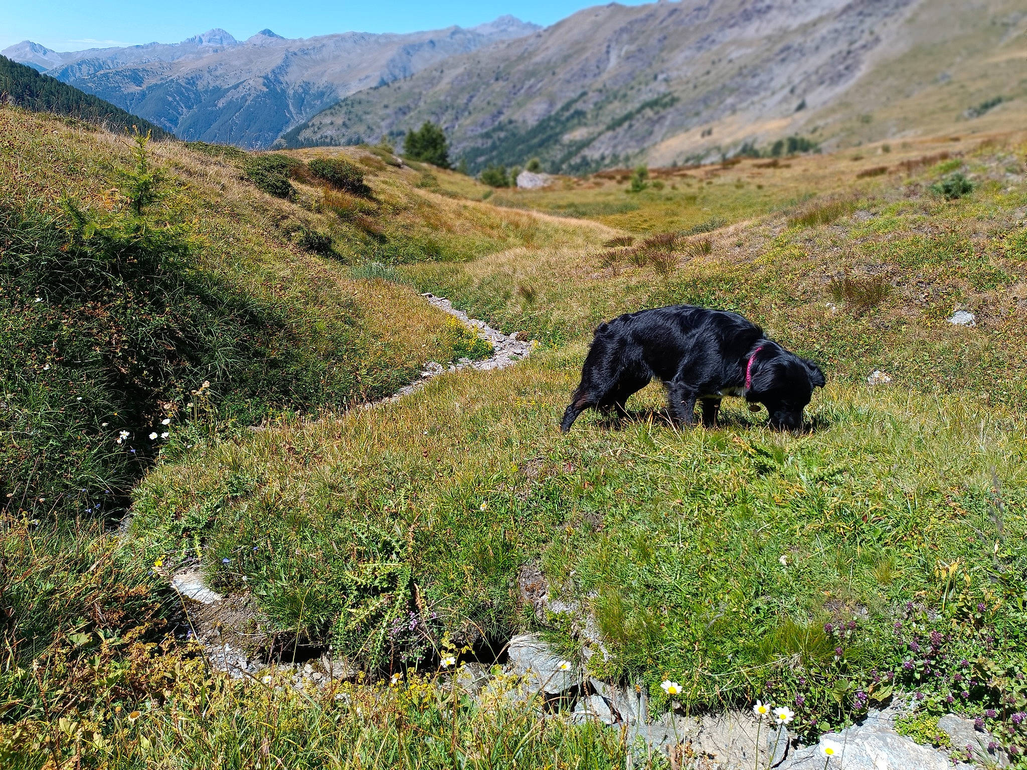 Baguerra a rejoint le concours — aidez-le/la à gagner de superbes lots ! carnivore, dog, dog_breed, grass, grass_family, grassland, groundcover, highland, hill, landscape, meadow, mountain, mountain_range, mountainous_landforms, natural_landscape, plant, plant_community, sky, slope, sporting_group