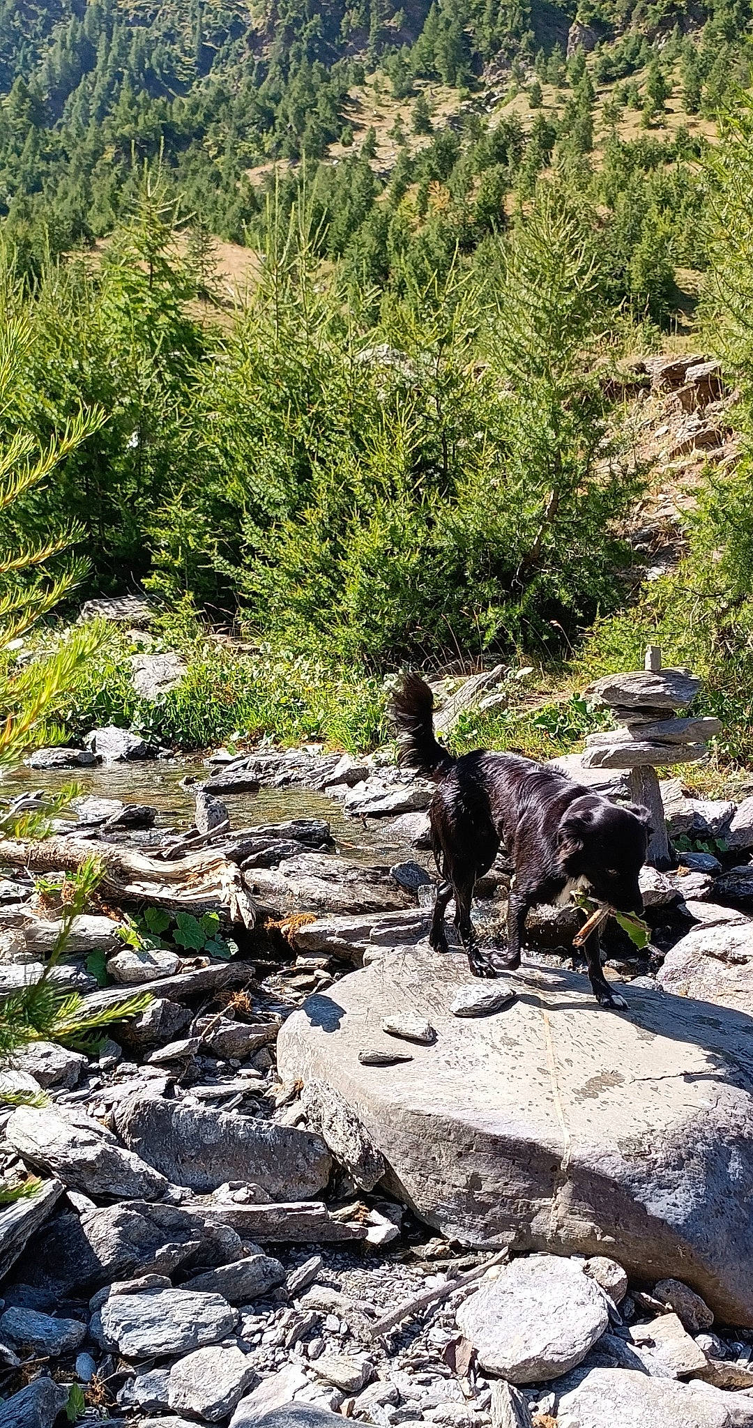 Baguerra a rejoint le concours — aidez-le/la à gagner de superbes lots ! bank, bedrock, creek, fawn, forest, formation, grass, groundcover, landscape, mountain, natural_landscape, outcrop, plant, plant_community, riparian_zone, stream, tree, trunk, watercourse, wood