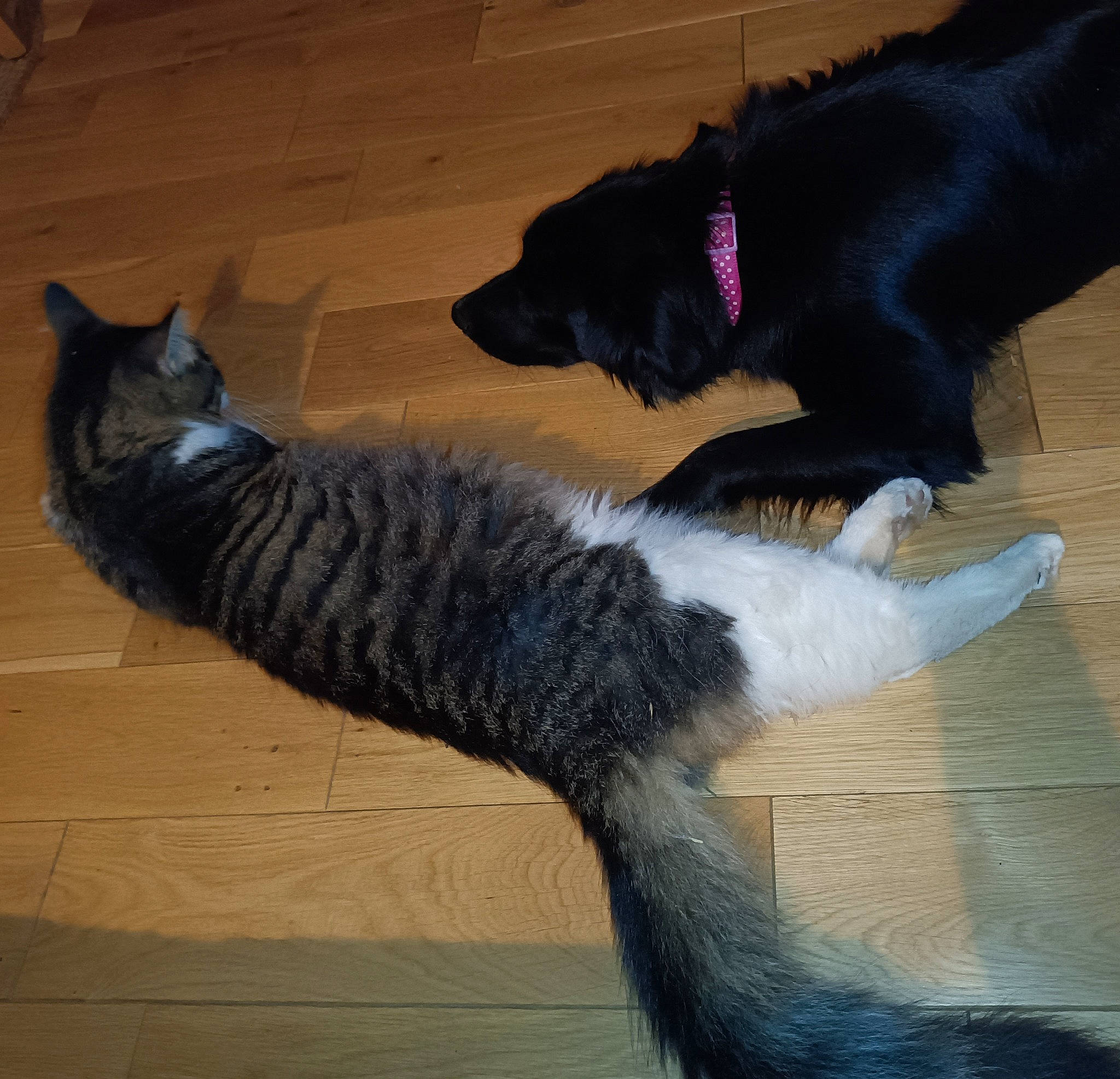 Baguerra a rejoint le concours — aidez-le/la à gagner de superbes lots ! carnivore, cat, collar, comfort, companion_dog, dog, dog_breed, domestic_short_haired_cat, felidae, floor, flooring, fur, hardwood, human_leg, mammal, small_to_medium_sized_cats, snout, tail, vertebrate, wood