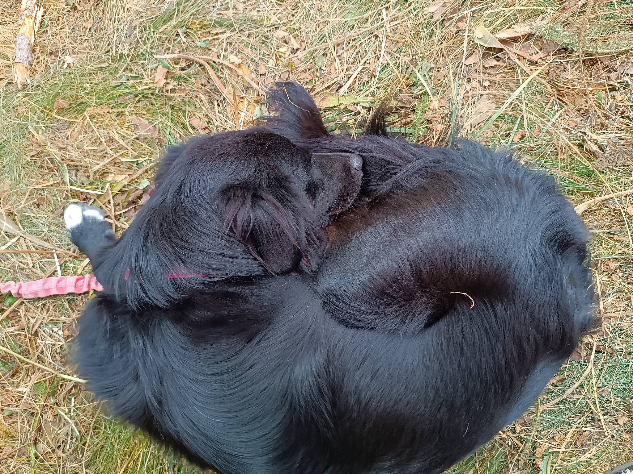 Baguerra participe au concours pour gagner de l'argent avec cette photo : canidae, carnivore, comfort, companion_dog, dog, dog_breed, fawn, fur, grass, liver, snout, sporting_group, terrestrial_animal, wildlife, working_animal, wrinkle