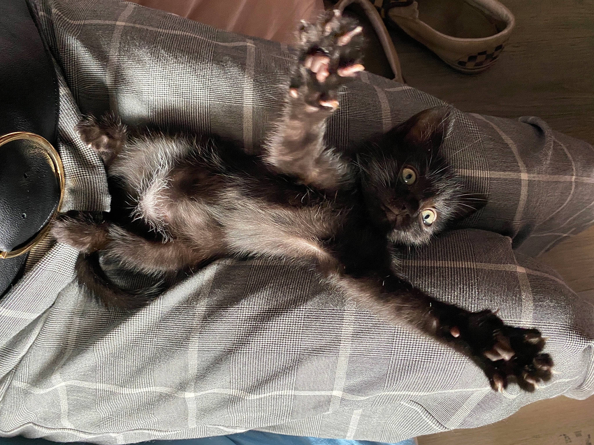 Pirate participe au concours pour gagner de l'argent avec cette photo : black_cat, bombay, carnivore, cat, claw, comfort, domestic_short_haired_cat, felidae, flowerpot, fur, pet_supply, pottery, small_to_medium_sized_cats, snout, tail, vertebrate, whiskers