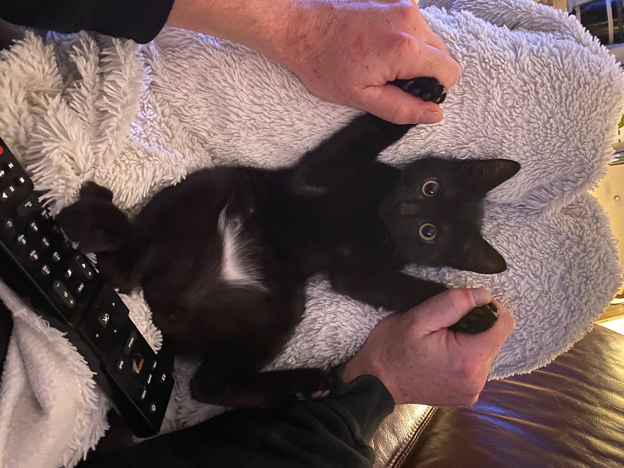 Pirate participe au concours pour gagner de l'argent avec cette photo : black_cat, carnivore, cat, claw, costume_accessory, creative_arts, felidae, fur, guitar, human, nail, plucked_string_instruments, small_to_medium_sized_cats, snout, whiskers, wrist