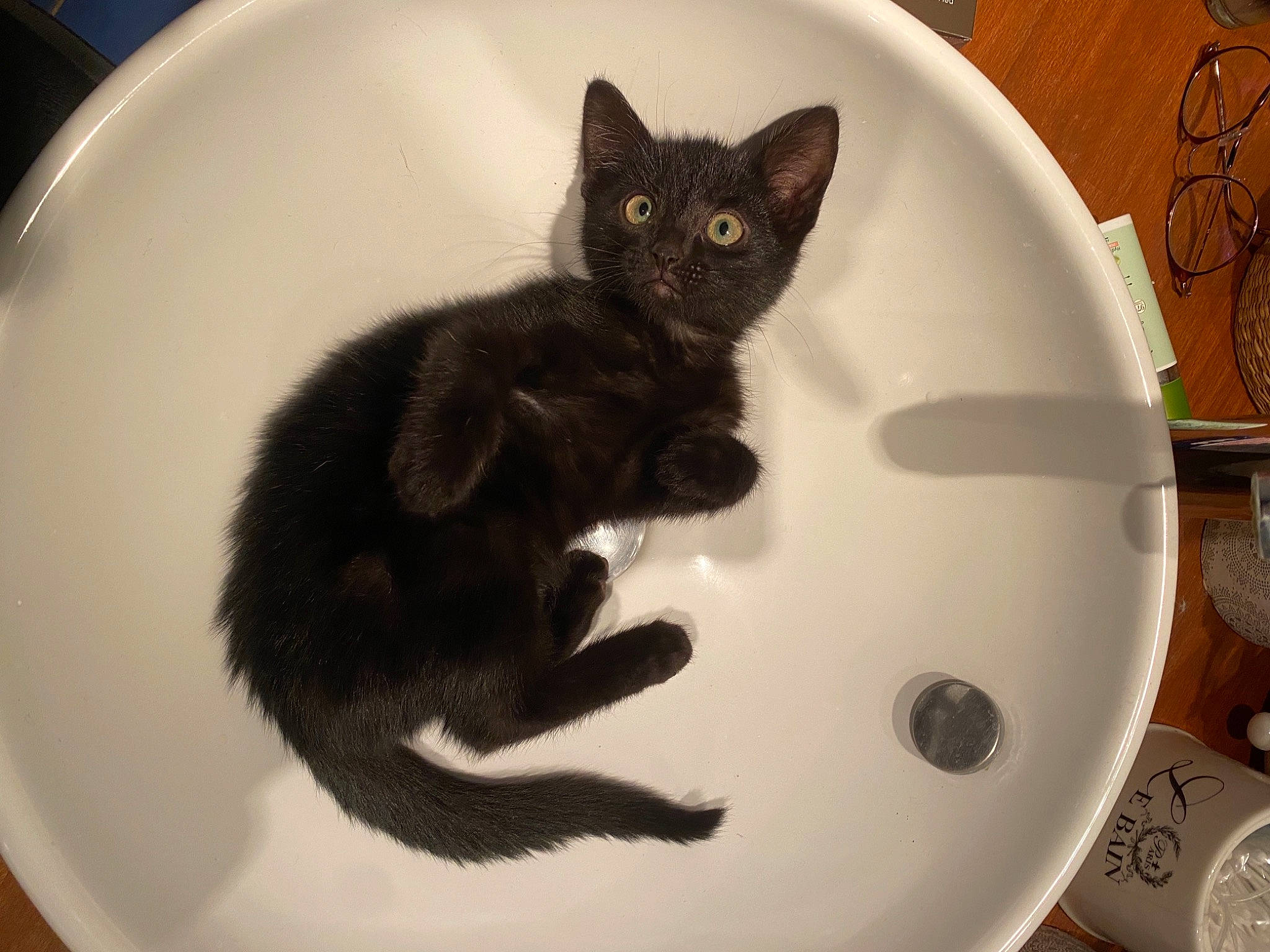 Pirate participe au concours pour gagner de l'argent avec cette photo : black_cat, bombay, carnivore, cat, ceramic, circle, dishware, domestic_short_haired_cat, felidae, fur, home_accessories, kitchen_utensil, pet_supply, plate, porcelain, serveware, small_to_medium_sized_cats, snout, vertebrate, whiskers