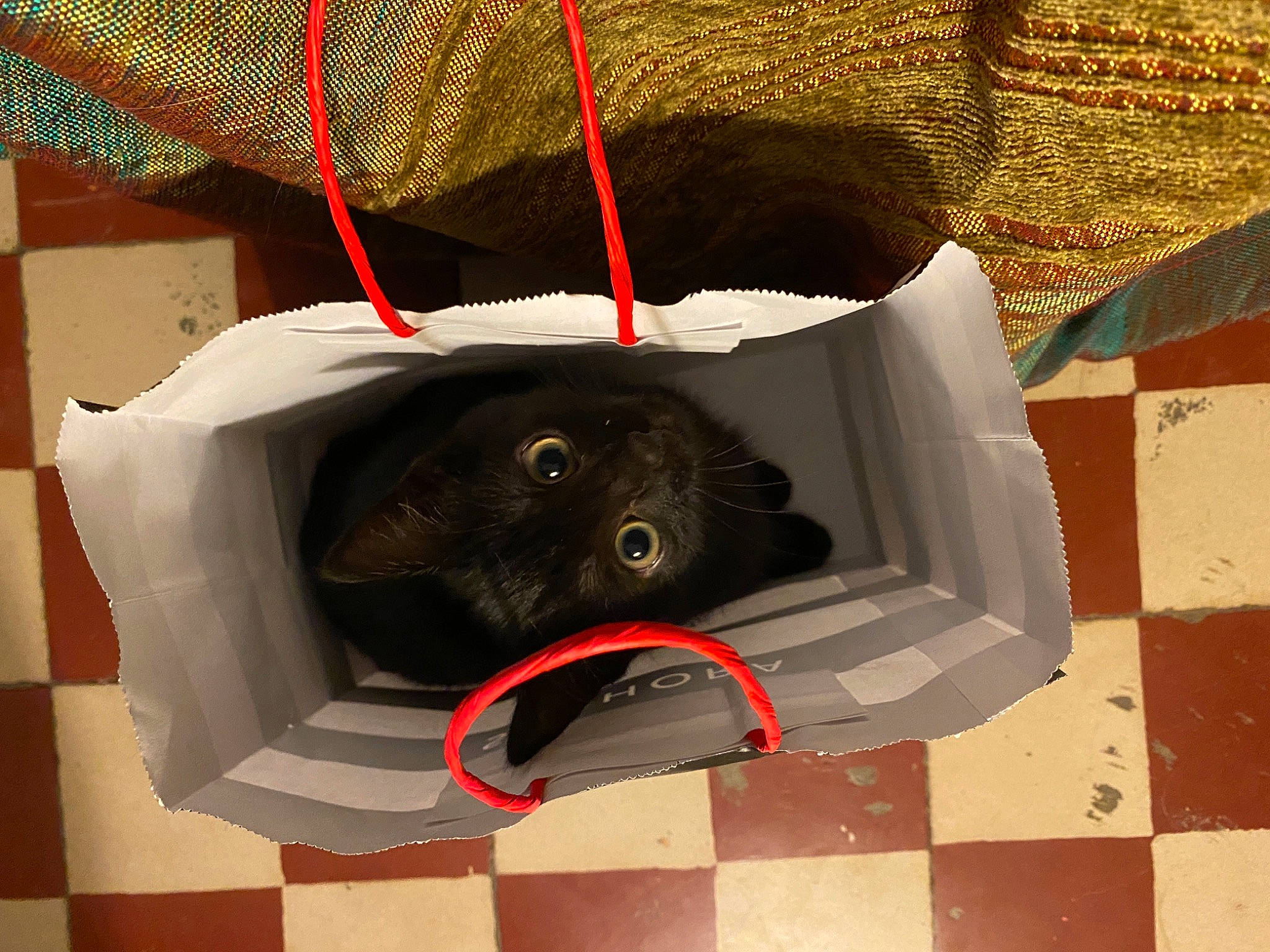 Pirate participe au concours pour gagner de l'argent avec cette photo : black_cat, bombay, carnivore, cat, felidae, pet_supply, small_to_medium_sized_cats, snout, vertebrate, whiskers