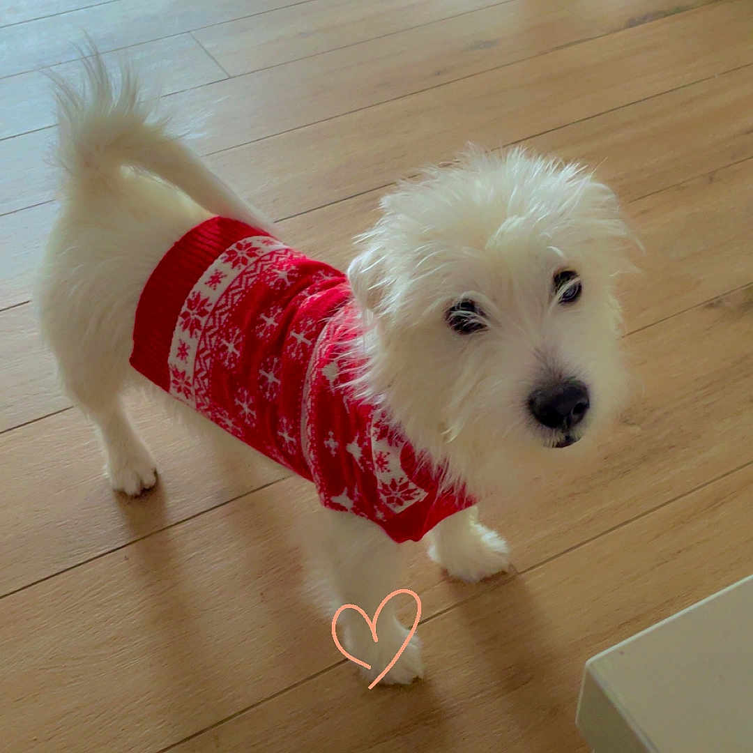 Loki participe au concours pour gagner de l'argent avec cette photo : accessories, animal, canine, clothing, couch, dog, dress, eskimodog, furniture, hardwood, leash, person, pet, plywood, poodle, puppy, strap, terrier, whitedog, wood