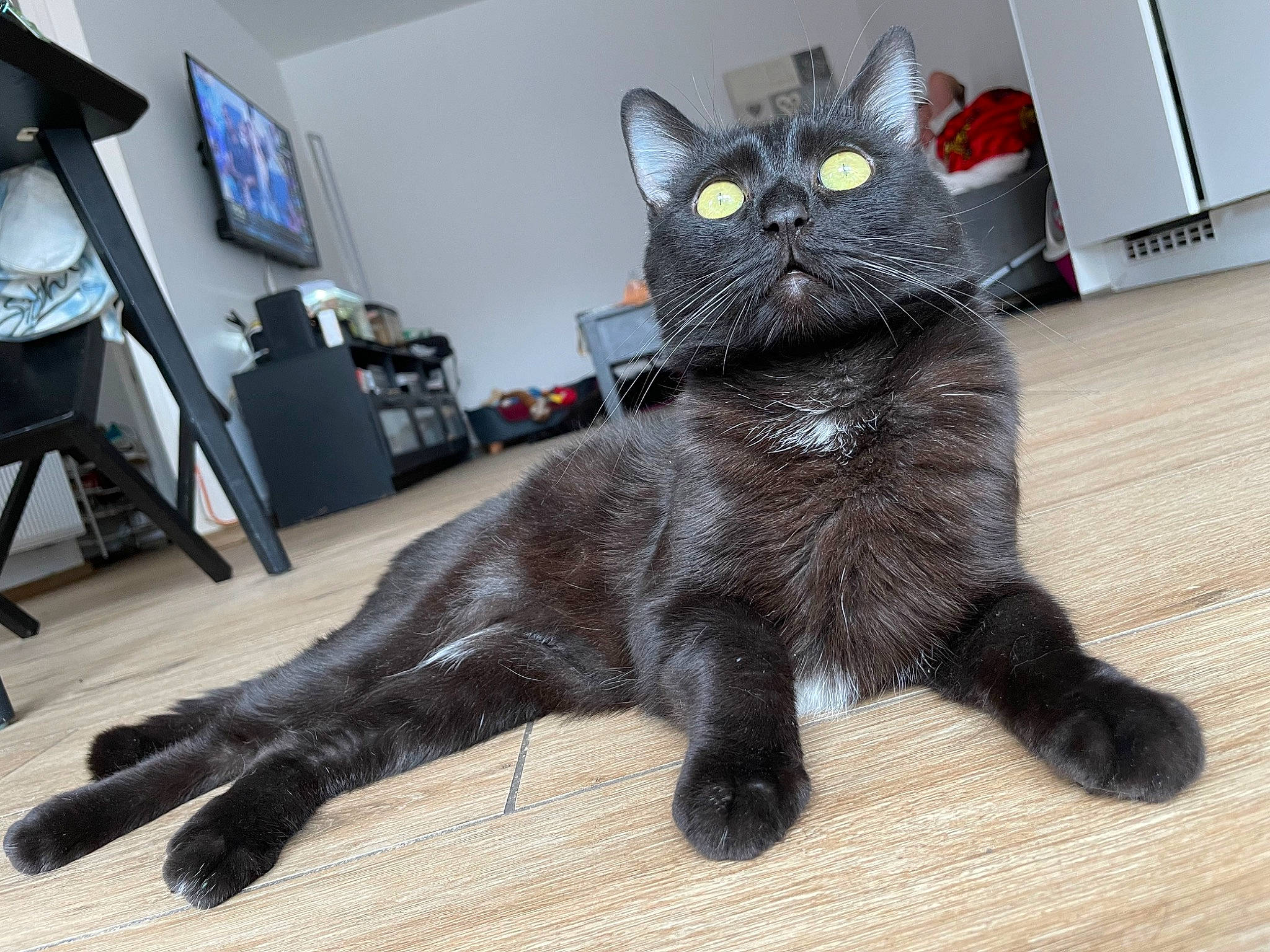 Biboo a rejoint le concours — aidez-le/la à gagner de superbes lots ! black_cat, bombay, carnivore, cat, claw, comfort, domestic_short_haired_cat, felidae, flooring, foot, fur, hardwood, lamp, paw, small_to_medium_sized_cats, snout, tail, terrestrial_animal, tripod, whiskers