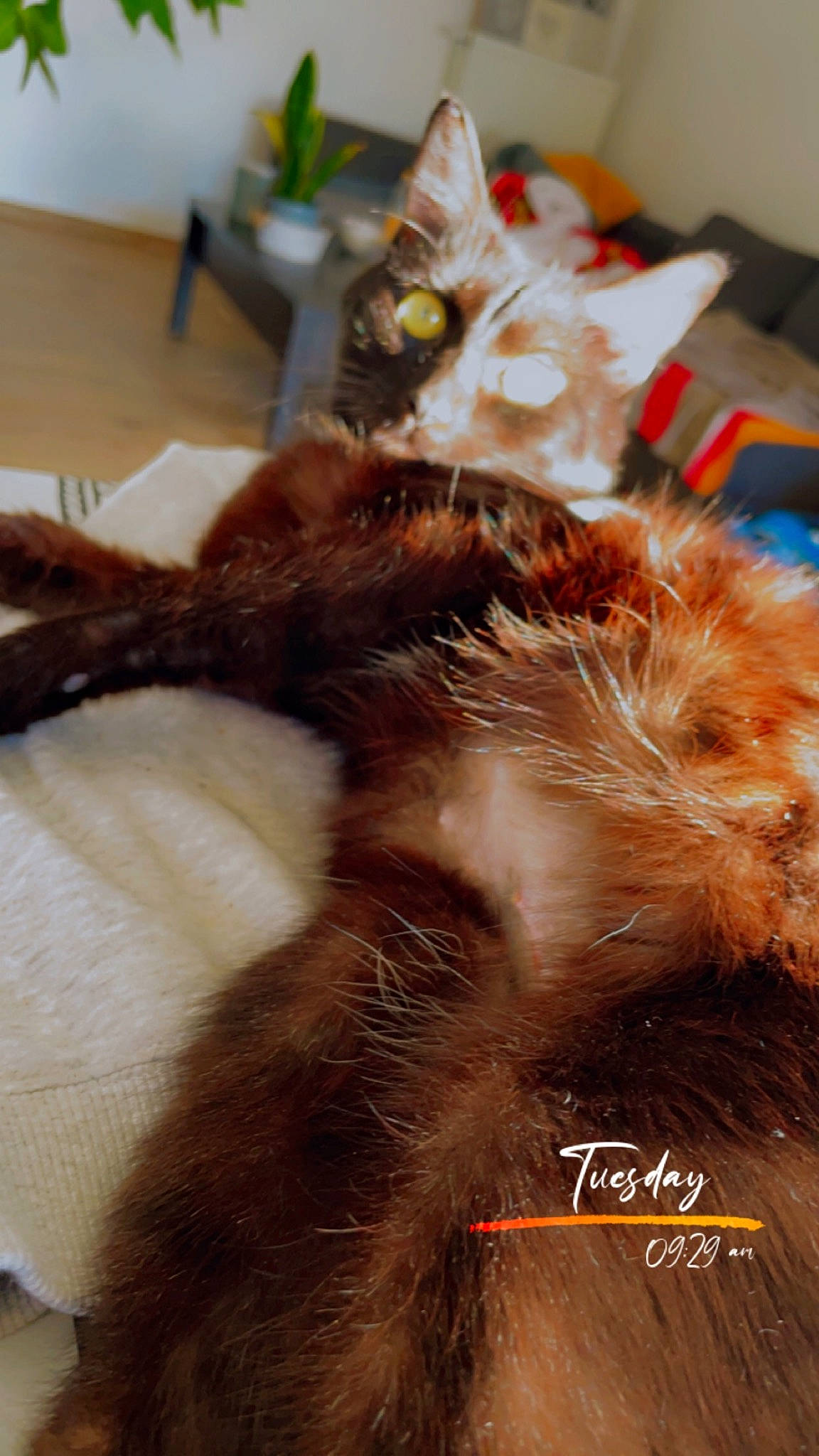 Biboo participe au concours pour gagner de l'argent avec cette photo : brown, carnivore, cat, claw, ear, fawn, felidae, flowerpot, fur, houseplant, liver, natural_material, plant, small_to_medium_sized_cats, tail, whiskers