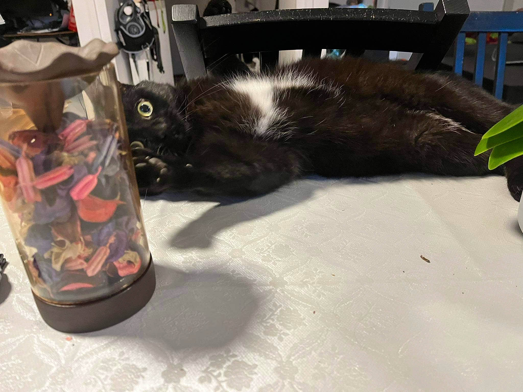 Biboo participe au concours pour gagner de l'argent avec cette photo : auto_part, automotive_tire, bag, carmine, carnivore, cat, comfort, domestic_short_haired_cat, eyewear, felidae, flooring, fur, hardwood, human_leg, luggage_and_bags, metal, small_to_medium_sized_cats, sports_equipment, tail, whiskers