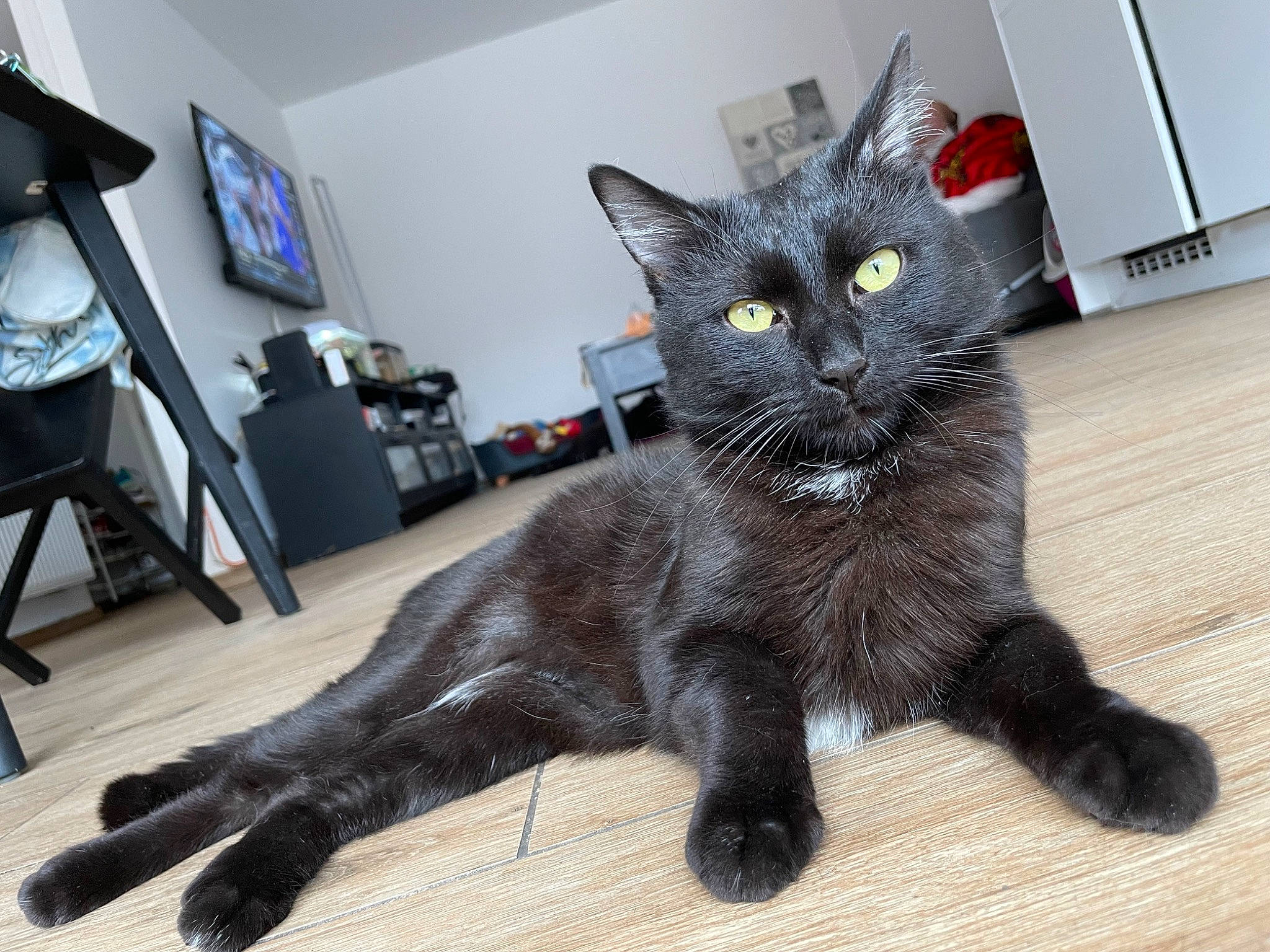 Biboo a rejoint le concours — aidez-le/la à gagner de superbes lots ! black_cat, bombay, carnivore, cat, claw, domestic_short_haired_cat, felidae, flooring, fur, hardwood, lamp, paw, picture_frame, small_to_medium_sized_cats, snout, tail, terrestrial_animal, whiskers