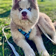 Aïko a rejoint le concours — aidez-le/la à gagner de superbes lots ! animal, blue_eyes, canine, close_up, cute, daytime, dog, fur, grass, harness, husky, leash, lying_down, nature, outdoor, pet, playful, puppy, sunlight, young
