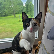Luna is registered to the contest to win money with this photo: cat, kitten, calico, paw, window, windowsill, curtain, pink_nose, indoor, greenery, tree, grass, wood, pet, animal, curious, looking, young, close_up, fur