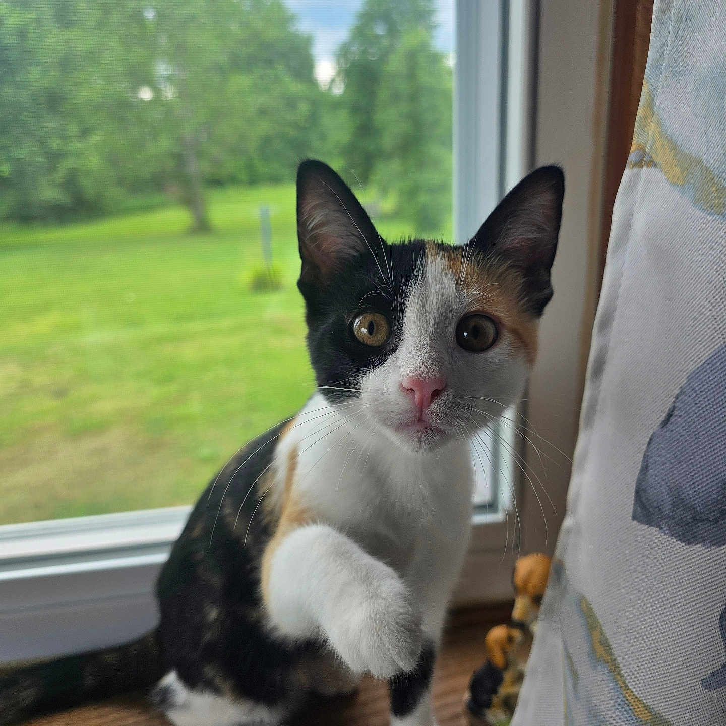 Luna is registered to the contest to win money with this photo: cat, kitten, calico, paw, window, windowsill, curtain, pink_nose, indoor, greenery, tree, grass, wood, pet, animal, curious, looking, young, close_up, fur