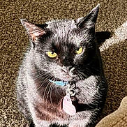 Binx Maes joined the competition — help win amazing prizes! cat, black_cat, yellow_eyes, collar, pet_tag, heart_shaped_tag, indoor, carpet, sunlight, shadow, feline, whiskers, fur, close_up, portrait, animal, domestic_cat, alert, sitting, pet
