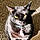 Binx Maes