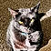 Binx Maes