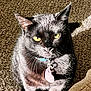 cat, black_cat, yellow_eyes, collar, pet_tag, heart_shaped_tag, indoor, carpet, sunlight, shadow, feline, whiskers, fur, close_up, portrait, animal, domestic_cat, alert, sitting, pet
