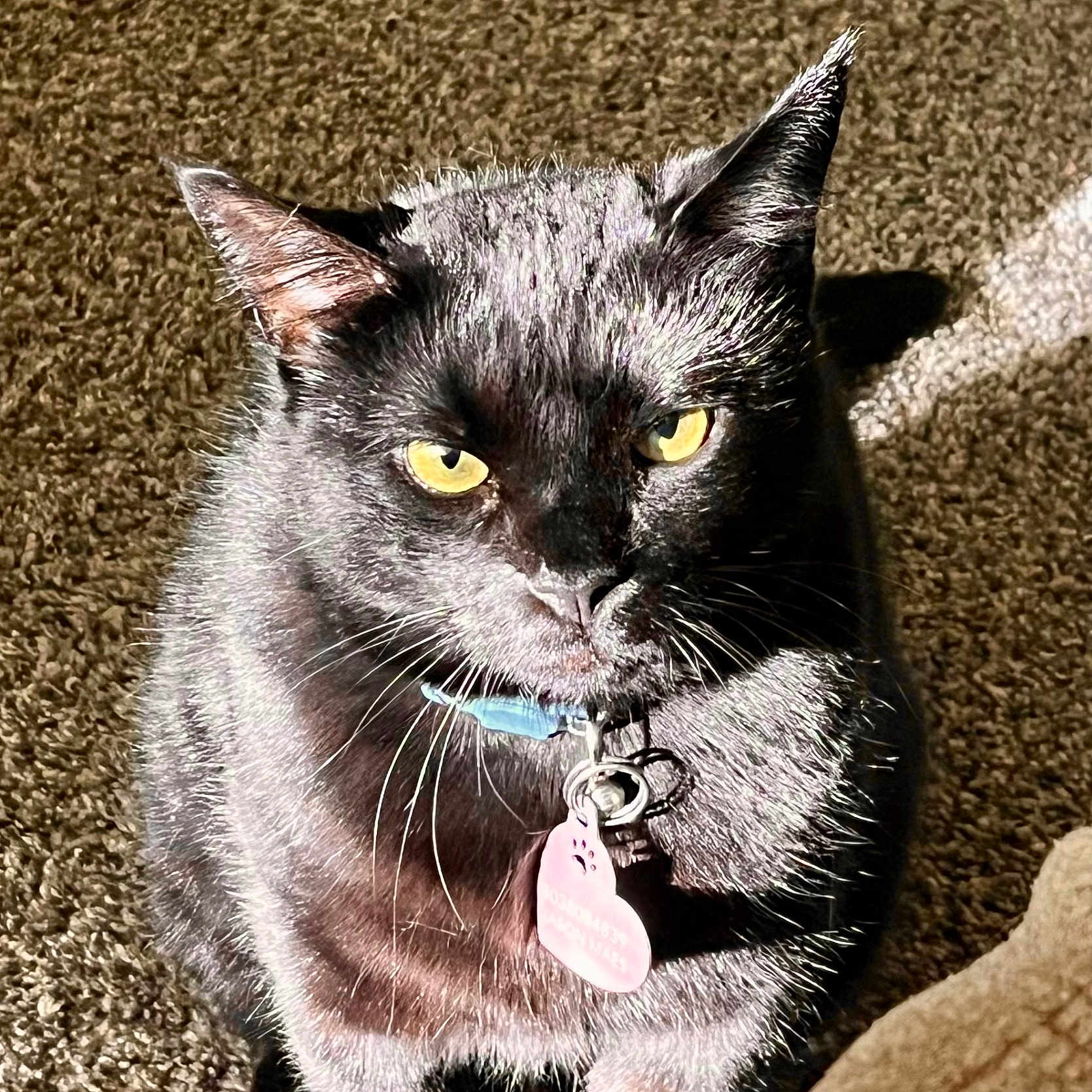 Binx Maes joined the competition — help win amazing prizes! alert, animal, black_cat, carpet, cat, close_up, collar, domestic_cat, feline, fur, heart_shaped_tag, indoor, pet, pet_tag, portrait, shadow, sitting, sunlight, whiskers, yellow_eyes