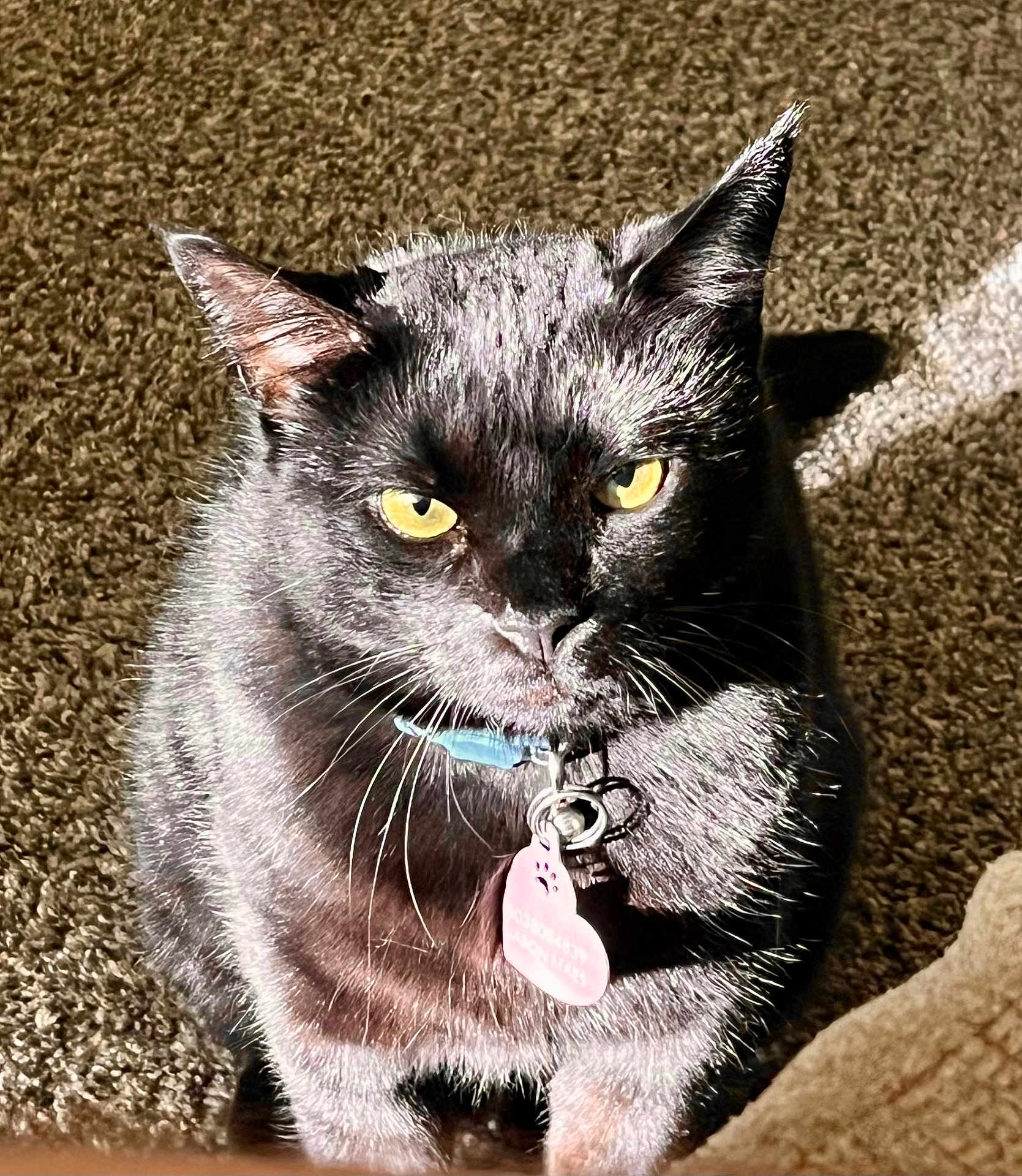 Binx Maes joined the competition — help win amazing prizes! cat, black_cat, yellow_eyes, collar, pet_tag, heart_shaped_tag, indoor, carpet, sunlight, shadow, feline, whiskers, fur, close_up, portrait, animal, domestic_cat, alert, sitting, pet