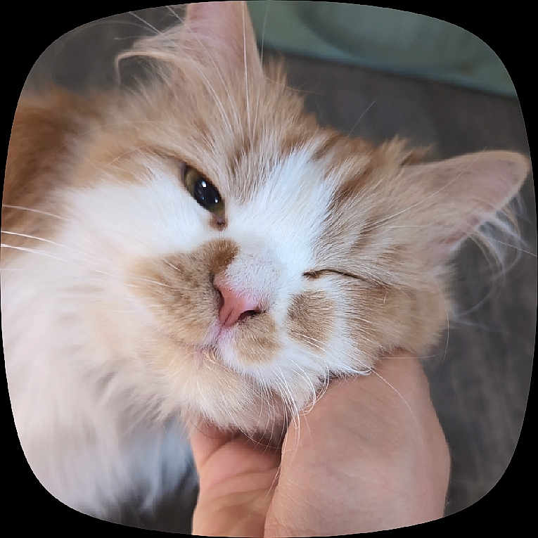 Noodle joined the competition — help win amazing prizes! cat, fluffy, pet, animal, hand, scratching, closeup, feline, cute, pink_nose, whiskers, mammal, domestic_animal, soft, adorable, face, fur, relaxed, eyes, indoor
