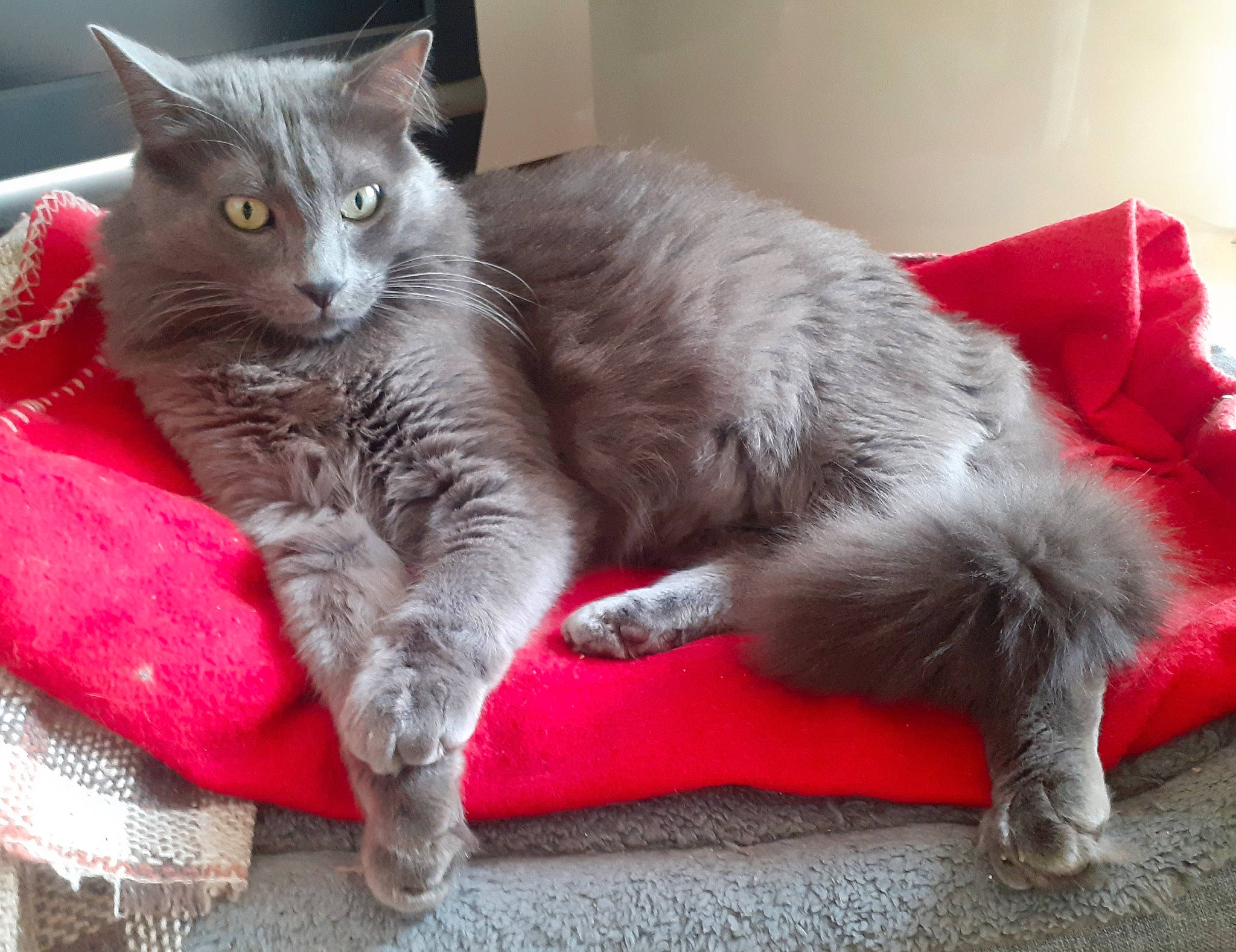 Harry participe au concours pour gagner de l'argent avec cette photo : carnivore, cat, cat_bed, cat_supply, cat_toy, claw, comfort, domestic_short_haired_cat, felidae, fur, grey, nap, paw, small_to_medium_sized_cats, snout, tail, whiskers