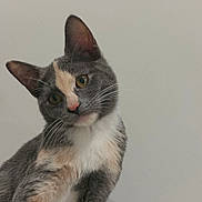 Smokie joined the competition — help win amazing prizes! cat, gray_cat, white_cat, calico_markings, pet, animal, feline, portrait, close_up, head_tilt, whiskers, ears, green_eyes, pink_nose, fluffy, sitting, indoors, wall, curious, cute