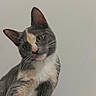 cat, gray_cat, white_cat, calico_markings, pet, animal, feline, portrait, close_up, head_tilt, whiskers, ears, green_eyes, pink_nose, fluffy, sitting, indoors, wall, curious, cute