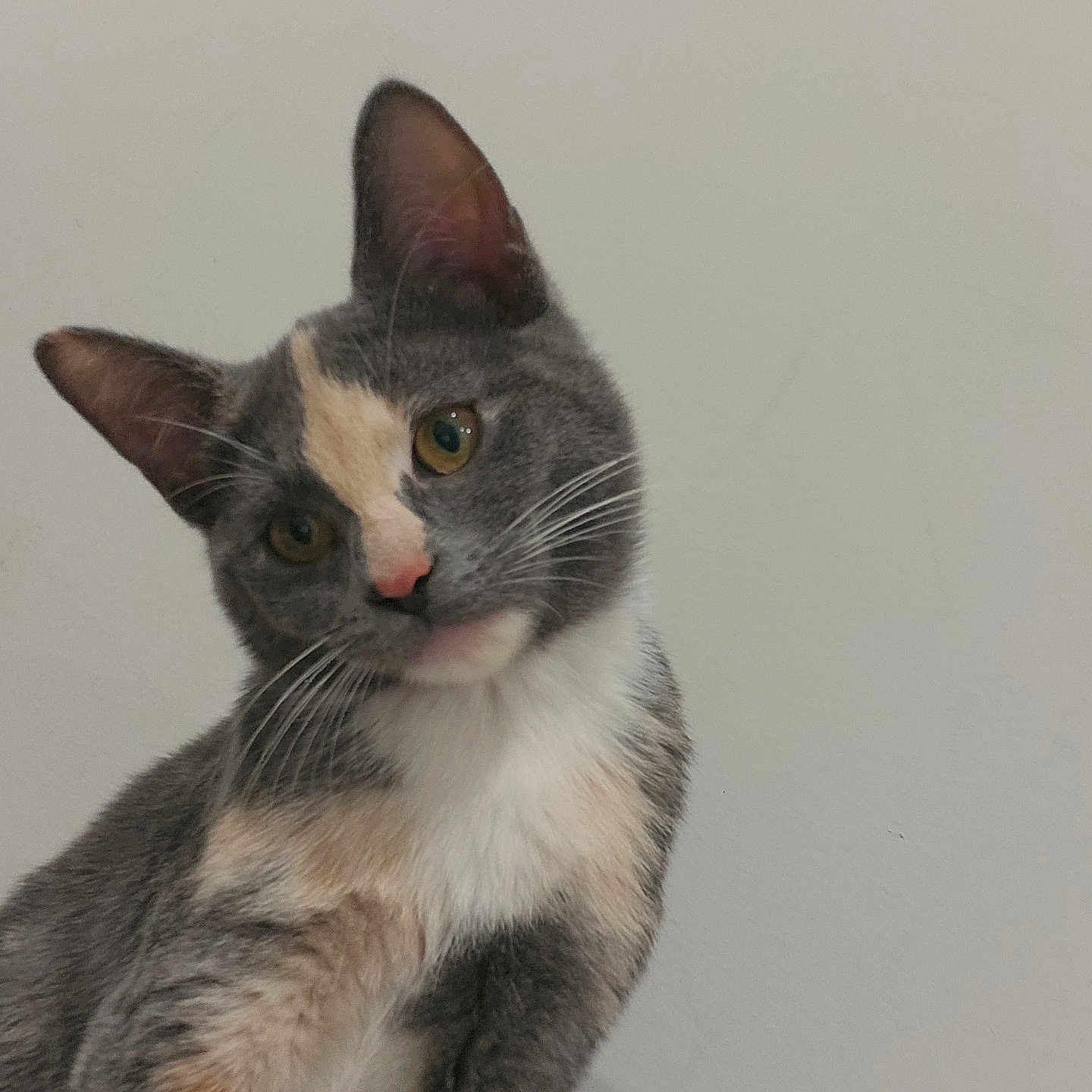 Smokie