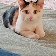 Athéna a rejoint le concours — aidez-le/la à gagner de superbes lots ! cat, calico, pet, indoor, bed, blanket, furniture, cute, animal, fur, whiskers, ears, eyes, resting, laying, domestic, mammal, cozy, pattern, curious