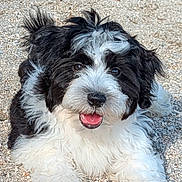 A'Havane a rejoint le concours — aidez-le/la à gagner de superbes lots ! animal, black_and_white, close_up, cute, dog, fluffy, fur, gravel, happy, leaf, lying_down, nature, outdoor, pet, playful, puppy, small_dog, smiling, tongue_out, young_dog