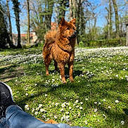 Ulka participe au concours pour gagner de l'argent avec cette photo : dog, grass, daisies, flower, trees, blue_sky, person, jeans, sneakers, sunlight, outdoor, nature, leash, park, summer, canine, animal, relaxation, daytime, greenery