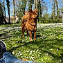 dog, grass, daisies, flower, trees, blue_sky, person, jeans, sneakers, sunlight, outdoor, nature, leash, park, summer, canine, animal, relaxation, daytime, greenery