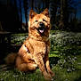 Ulka a rejoint le concours — aidez-le/la à gagner de superbes lots ! dog, outdoor, grass, flowers, sunlight, happy, pet, nature, forest, canine, sitting, smiling, fur, park, daylight, animal, mammal, collar, leisure, portrait