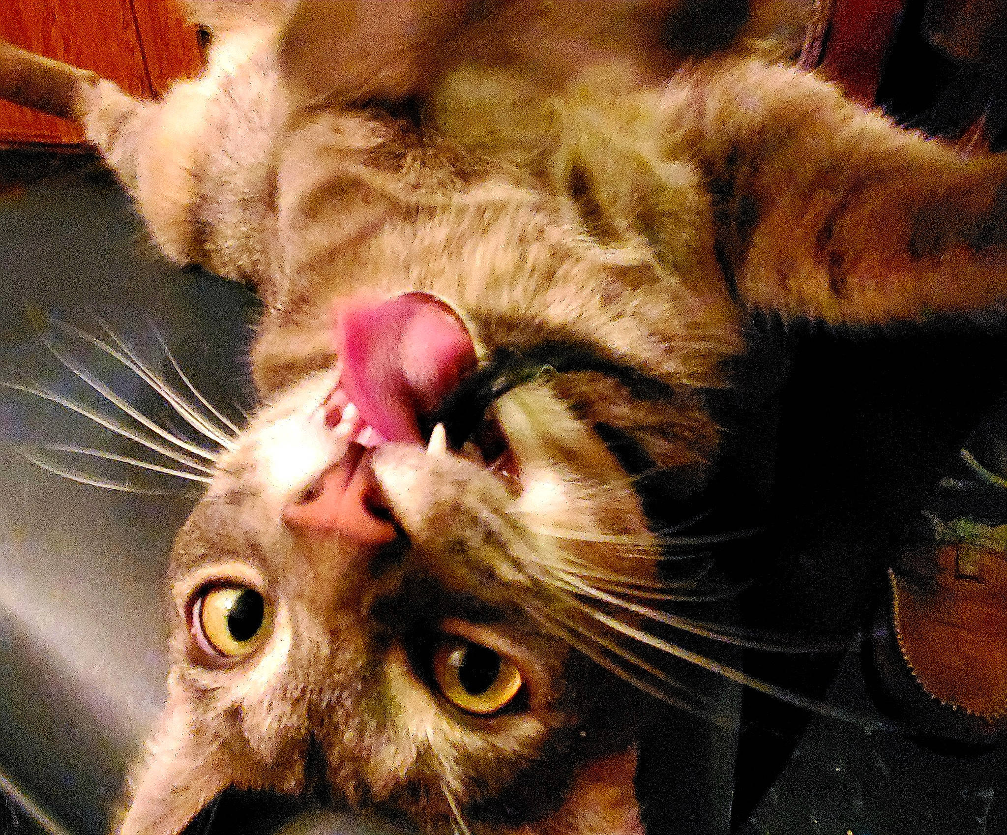 Hansel joined the competition — help win amazing prizes! carnivore, cat, claw, close_up, comfort, domestic_short_haired_cat, ear, eyelash, fang, felidae, fur, nose, paw, plant, small_to_medium_sized_cats, snapshot, snout, vertebrate, whiskers, yawn