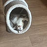 cat, kitten, pet, animal, upside_down, lying_down, playful, tunnel, cat_toy, cardboard, furry, white_and_gray, blue_eyes, pink_nose, indoor, wooden_floor, home, cozy, portrait, cute
