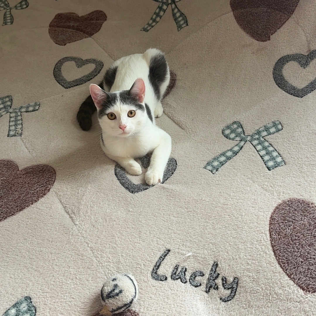 Parco a rejoint le concours — aidez-le/la à gagner de superbes lots ! cat, kitten, black_and_white, pet, animal, sitting, looking_at_camera, green_eyes, pink_nose, pointed_ears, paws, fur, blanket, bed, heart_pattern, bow_pattern, cushion, ball, indoor, cozy