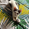 Parco a rejoint le concours — aidez-le/la à gagner de superbes lots ! cat, kitten, white_cat, gray_patches, pet, animal, feline, sitting, bed, blanket, bedspread, tropical_pattern, leaf_pattern, toy, stuffed_toy, indoors, portrait, looking_at_camera, cute, fluffy