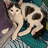 cat, kitten, white_cat, gray_patches, pet, animal, feline, lying_down, bed, blanket, bedding, indoors, portrait, looking_at_camera, green, patterned_background, ears, whiskers, tail, cozy