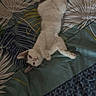 Parco participe au concours pour gagner de l'argent avec cette photo : cat, kitten, white_cat, gray_markings, animal, pet, lying_down, upside_down, bed, bedspread, bedding, patterned_fabric, leaf_pattern, indoor, home, portrait, looking_at_camera, cute, relaxed, playful