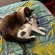 Parco a rejoint le concours — aidez-le/la à gagner de superbes lots ! cat, cats, kitten, siamese_cat, white_cat, gray_cat, pet, animal, feline, sleeping, lying_down, bed, bedspread, indoors, home, tropical_pattern, relaxed, cuddling, portrait, cute