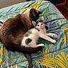 cat, cats, kitten, siamese_cat, white_cat, gray_cat, pet, animal, feline, sleeping, lying_down, bed, bedspread, indoors, home, tropical_pattern, relaxed, cuddling, portrait, cute