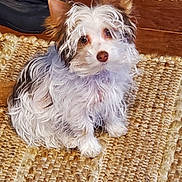 Zack joined the competition — help win amazing prizes! brown_ears, brown_nose, companion, cute, dog, eyes, indoors, jute_rug, looking_up, paw, pet, portrait, puppy, scruffy_fur, shoe, sitting, small_dog, white_fur, wood_floor, woven_rug