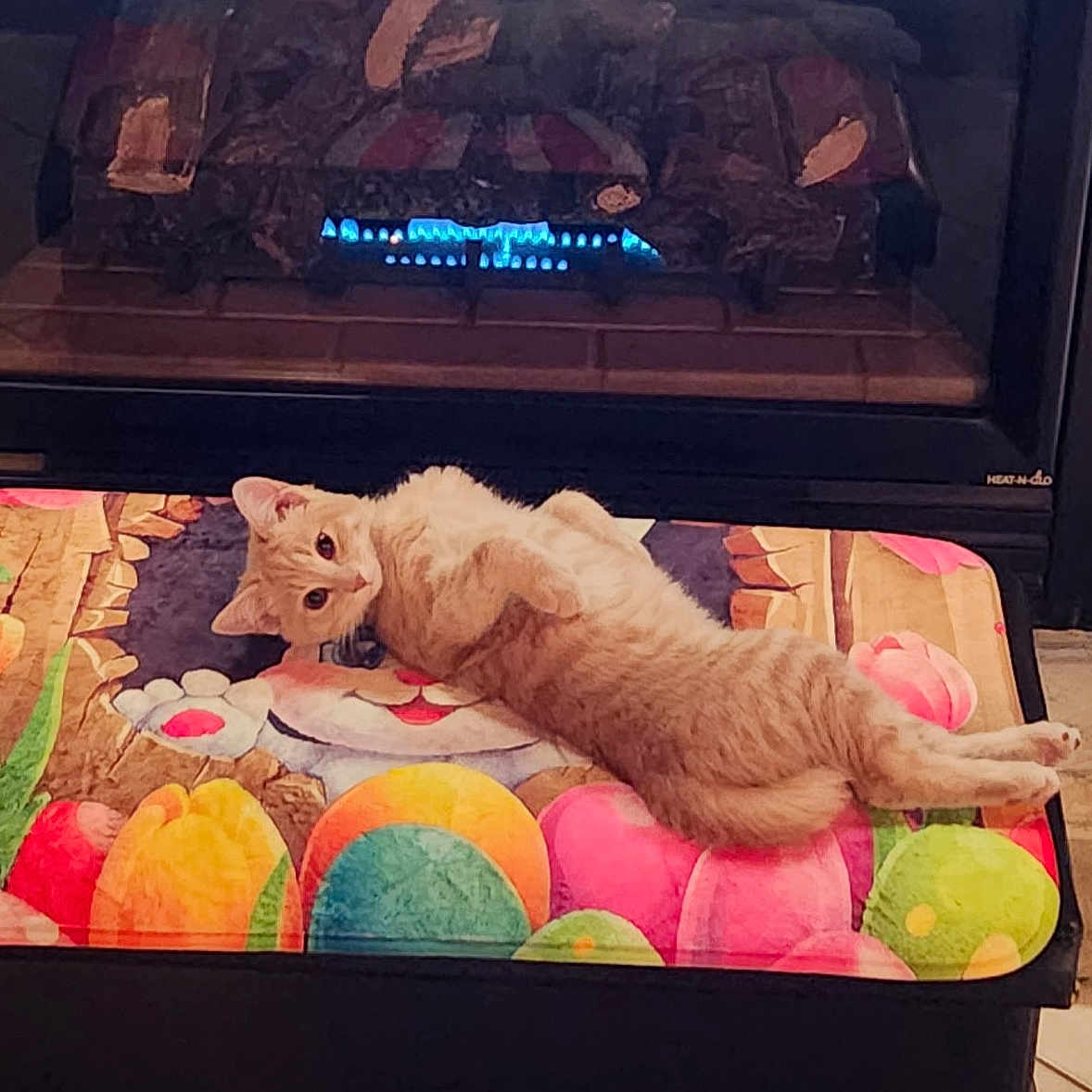 Walter joined the competition — help win amazing prizes! animal, cat, colorful_mat, cozy, curious, cute, domestic, feline, fireplace, floor, home, indoor, looking, lying_down, mammal, orange_tabby, pet, relaxed, resting, warm