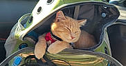 Walter joined the competition — help win amazing prizes! animal, car_interior, cat, collar, cozy, cute, domestic_animal, feline, green_bag, kitten, mesh_window, pet_carrier, pets, red_bow_tie, relaxed, resting, sleeping, sunlight, transport, travel