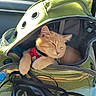 animal, car_interior, cat, collar, cozy, cute, domestic_animal, feline, green_bag, kitten, mesh_window, pet_carrier, pets, red_bow_tie, relaxed, resting, sleeping, sunlight, transport, travel