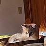 animal, basket, cabinet, cat, cozy, cute, domestic, fur, household, indoor, kitten, light, pet, resting, shadow, small, table, wooden_chair, wooden_furniture, young